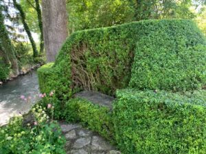 Taille de haies autour d'un banc