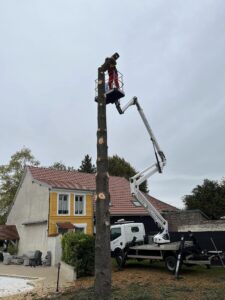 Elagage d'un sapin