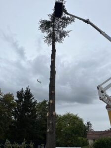 Elagage de la tête du sapin