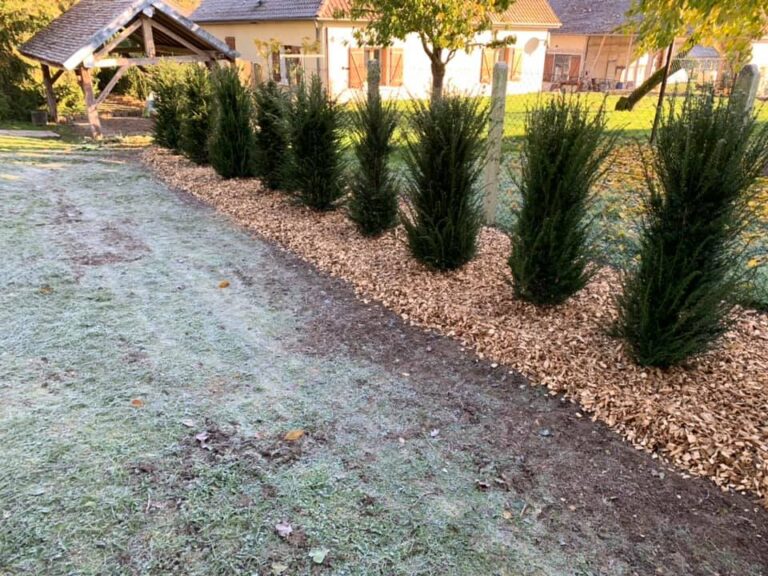 Coupeaux de bois pied tuyas 3