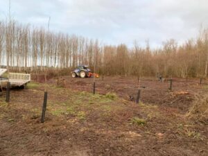 Plantation de Peuplier avec tarière