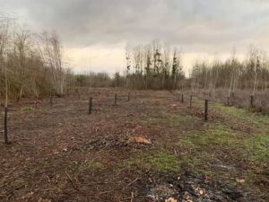 Plantation de Peuplier