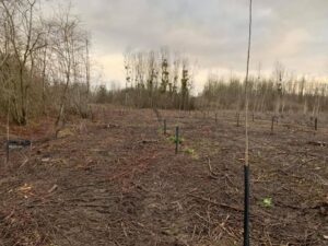 Plantation de Peuplier
